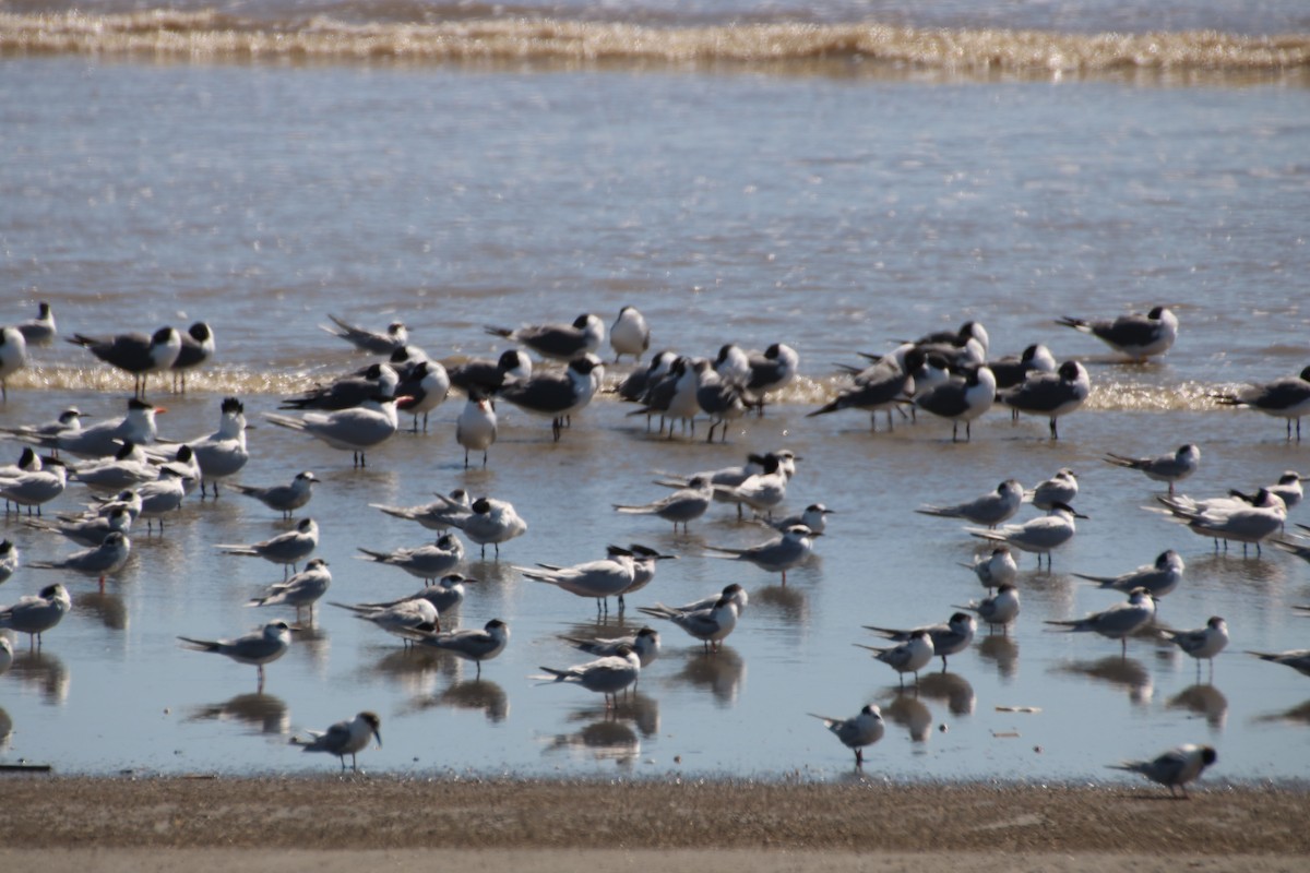 Sandwich Tern - ML633859685