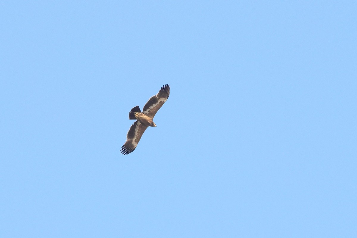 orel stepní - ML633859690