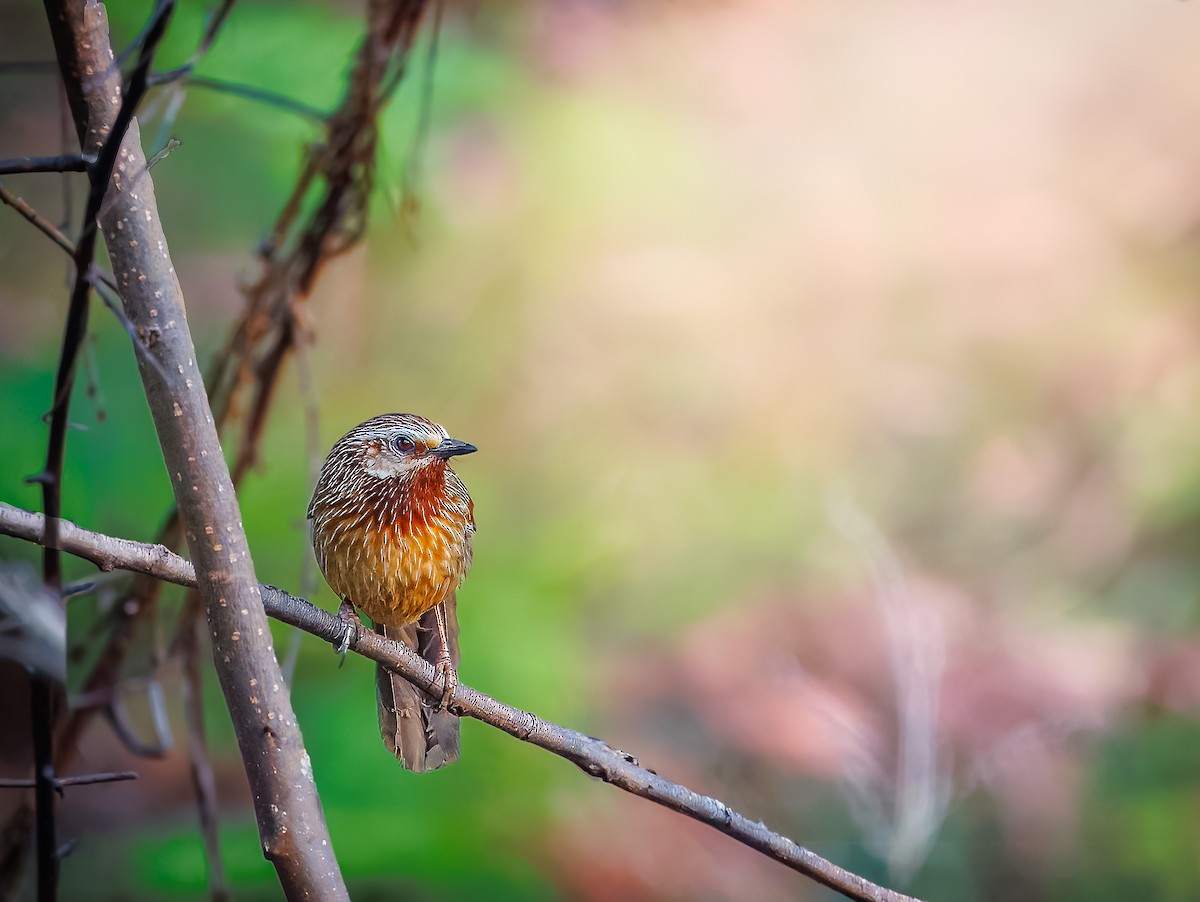 Striped Laughingthrush - ML633859707