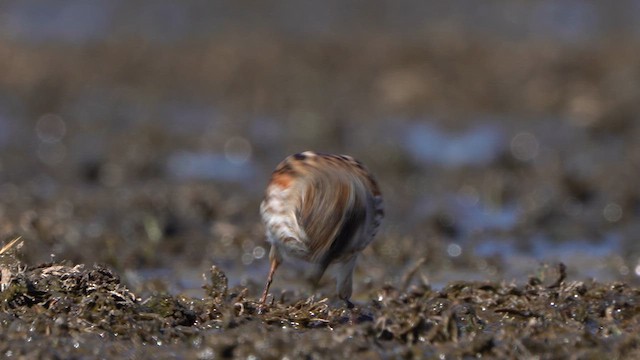 Reed Bunting - ML633859716