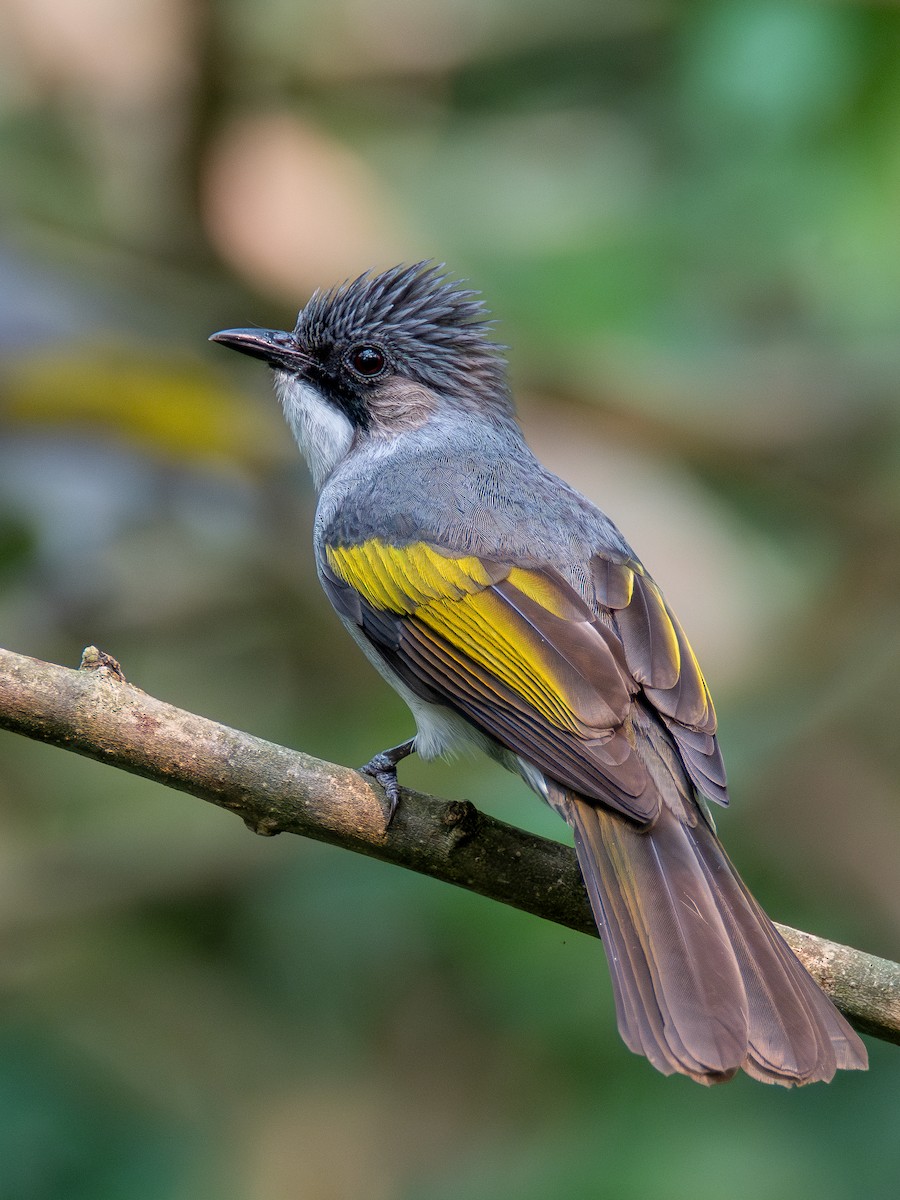 Ashy Bulbul - ML633859773