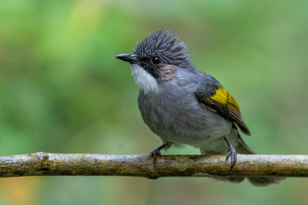 Ashy Bulbul - ML633859774