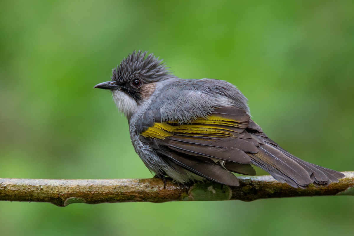 Ashy Bulbul - ML633859775