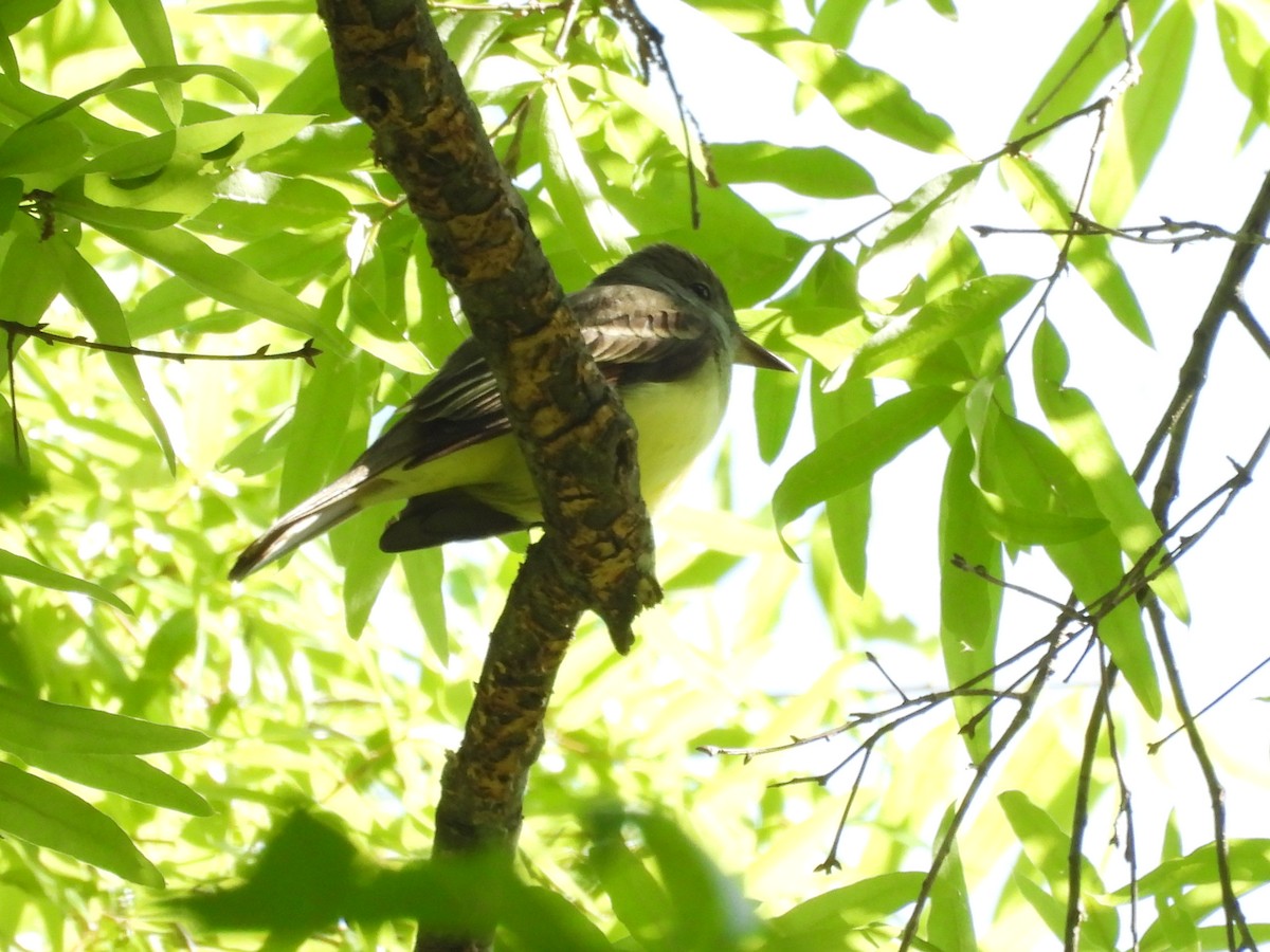 Great Crested Flycatcher - ML633859823