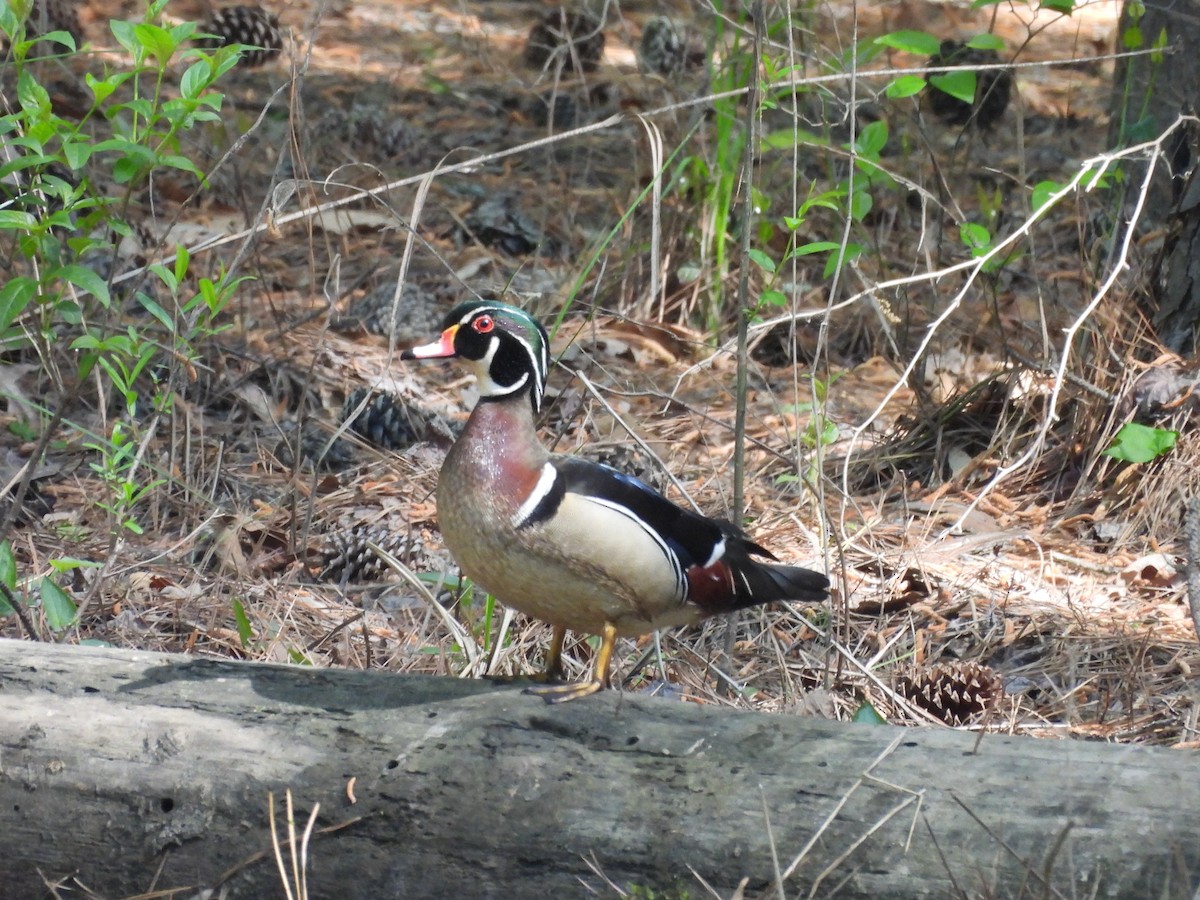Wood Duck - ML633859829