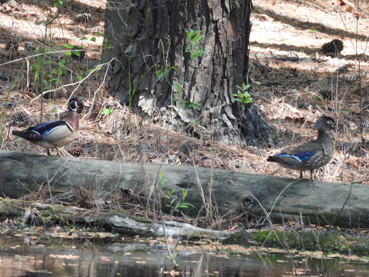 Wood Duck - ML633859830