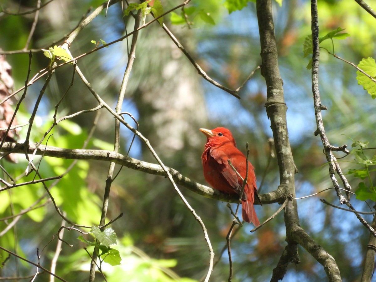 Summer Tanager - ML633859852