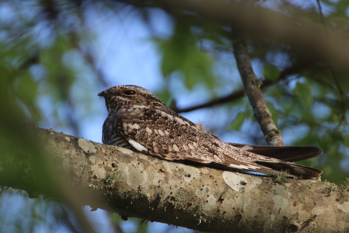 Lesser Nighthawk - ML633859905