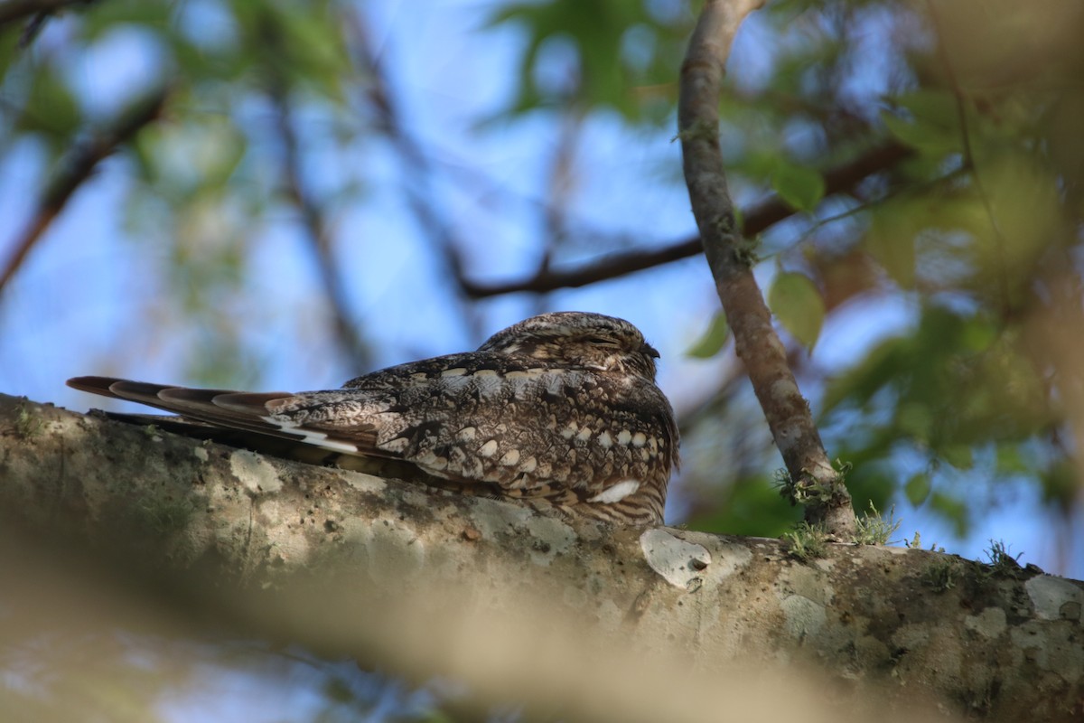 Lesser Nighthawk - ML633859917