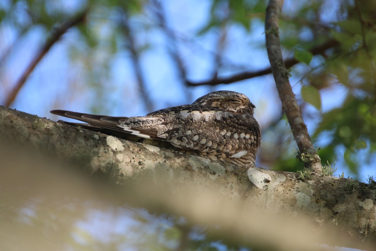 Lesser Nighthawk - ML633859918