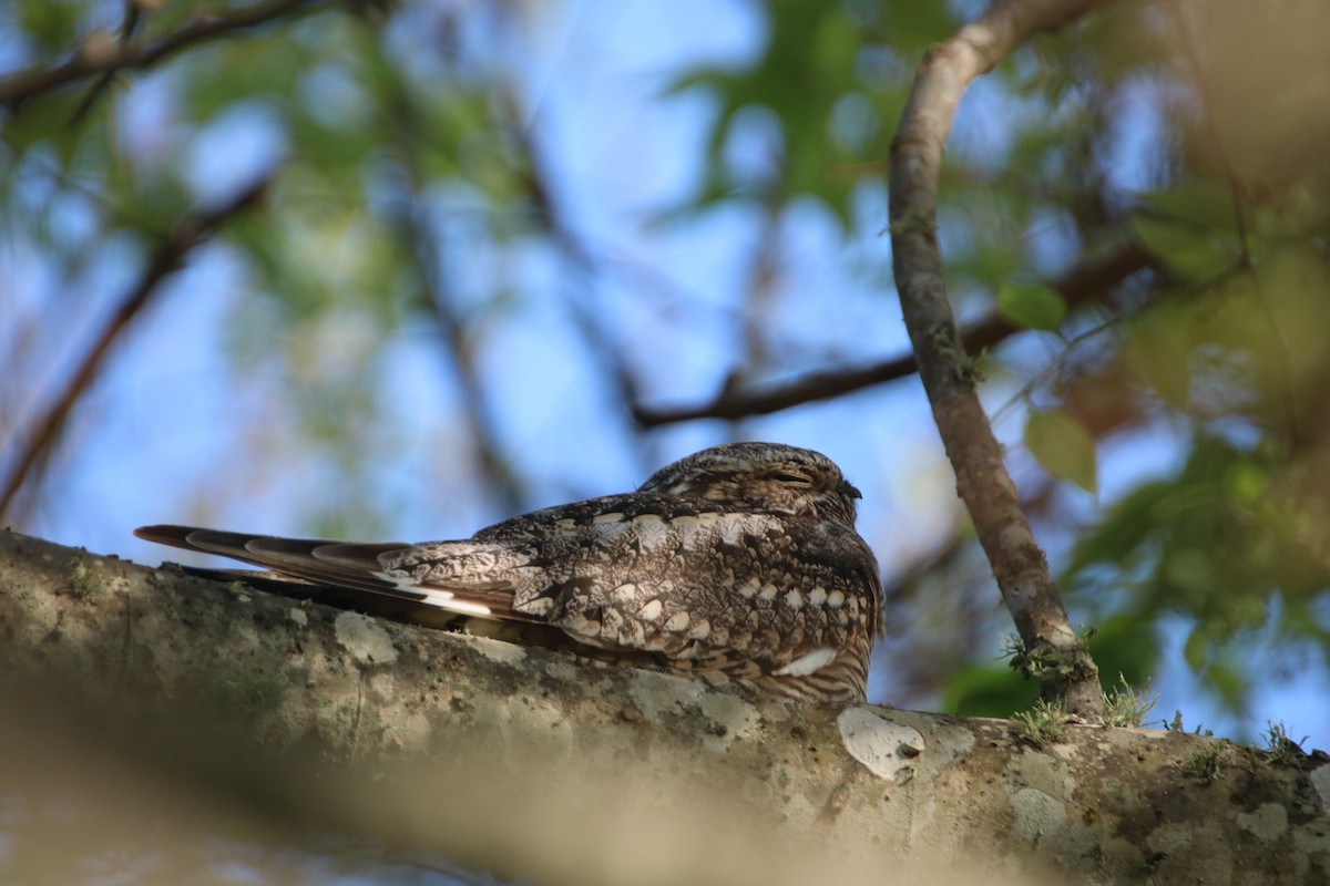 Lesser Nighthawk - ML633859919