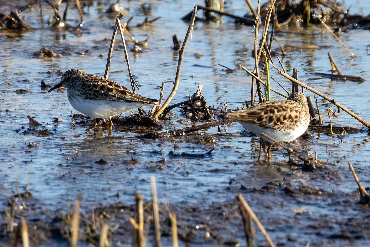 Least Sandpiper - ML633860070