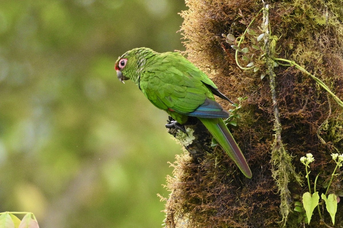 El Oro Parakeet - ML633860123