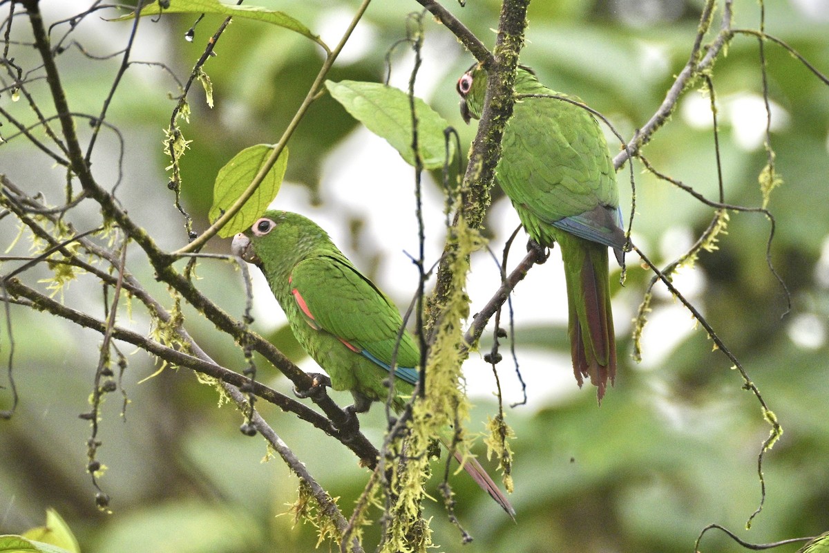 El Oro Parakeet - ML633860124