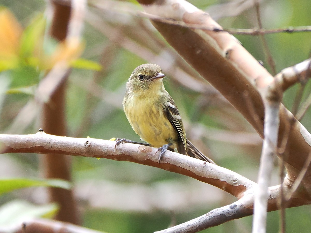 Flat-billed Vireo - ML633860129