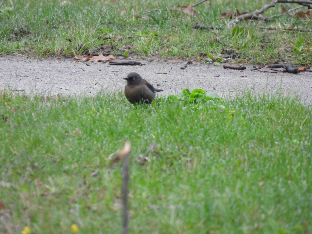 Rusty Blackbird - ML633860264