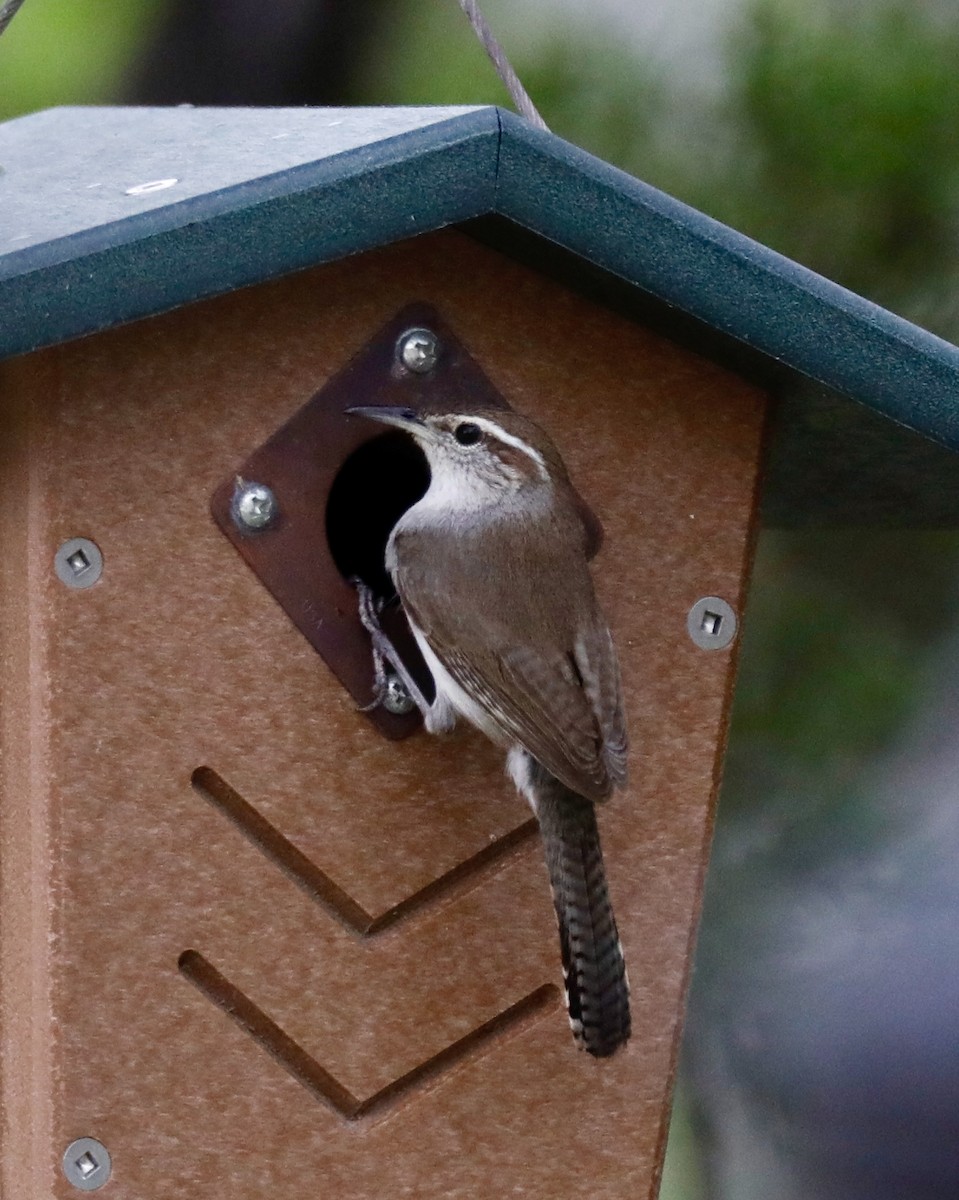 Bewick's Wren - ML633860358