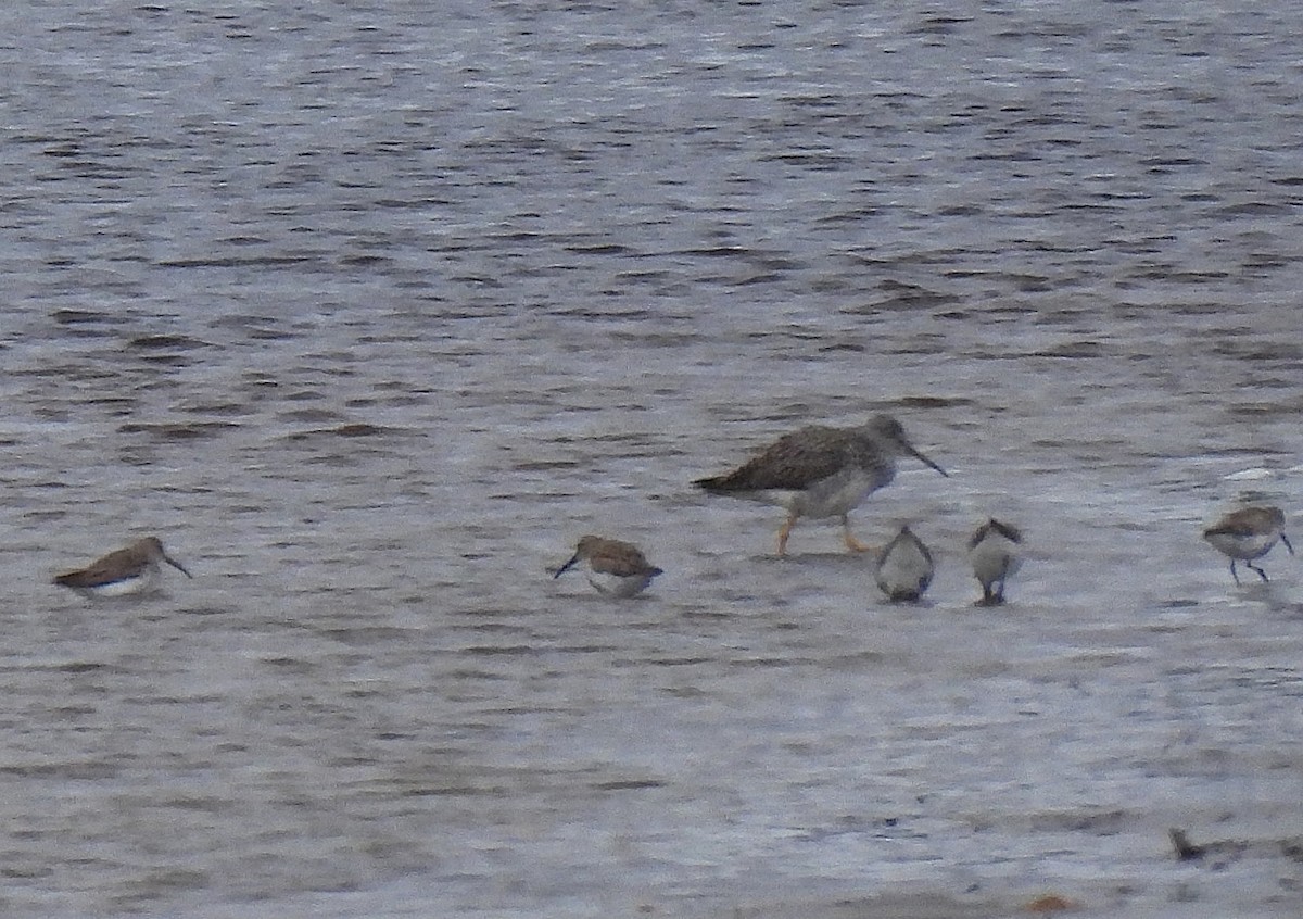 Dunlin - ML633860400