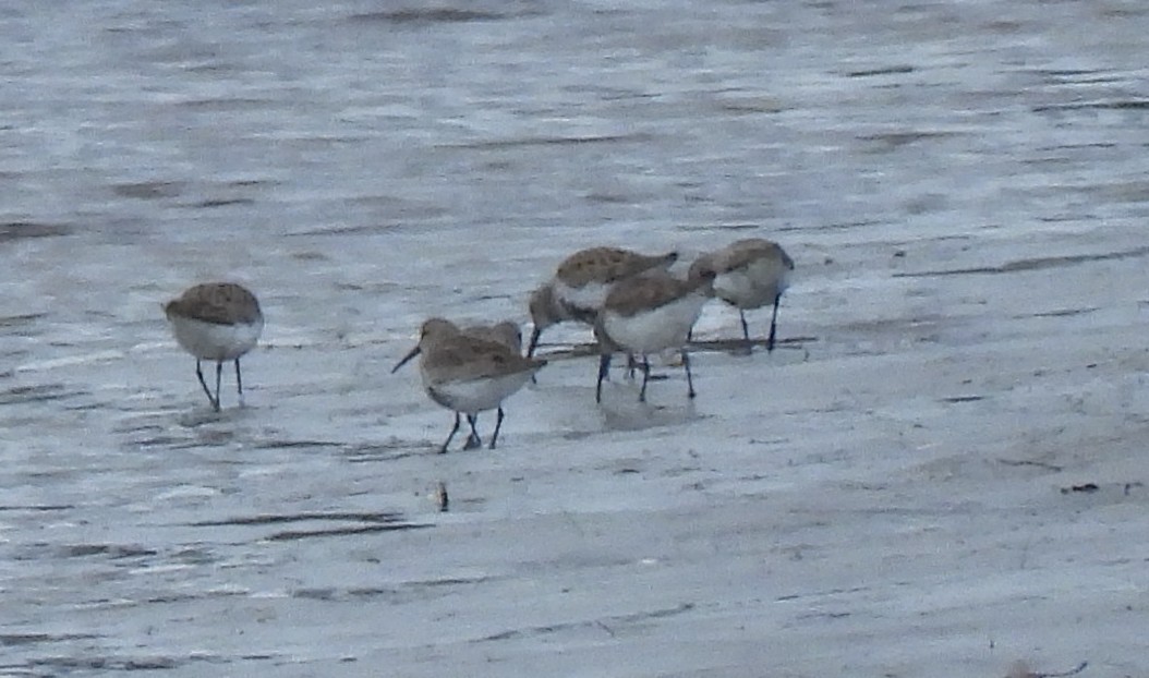 Dunlin - ML633860401