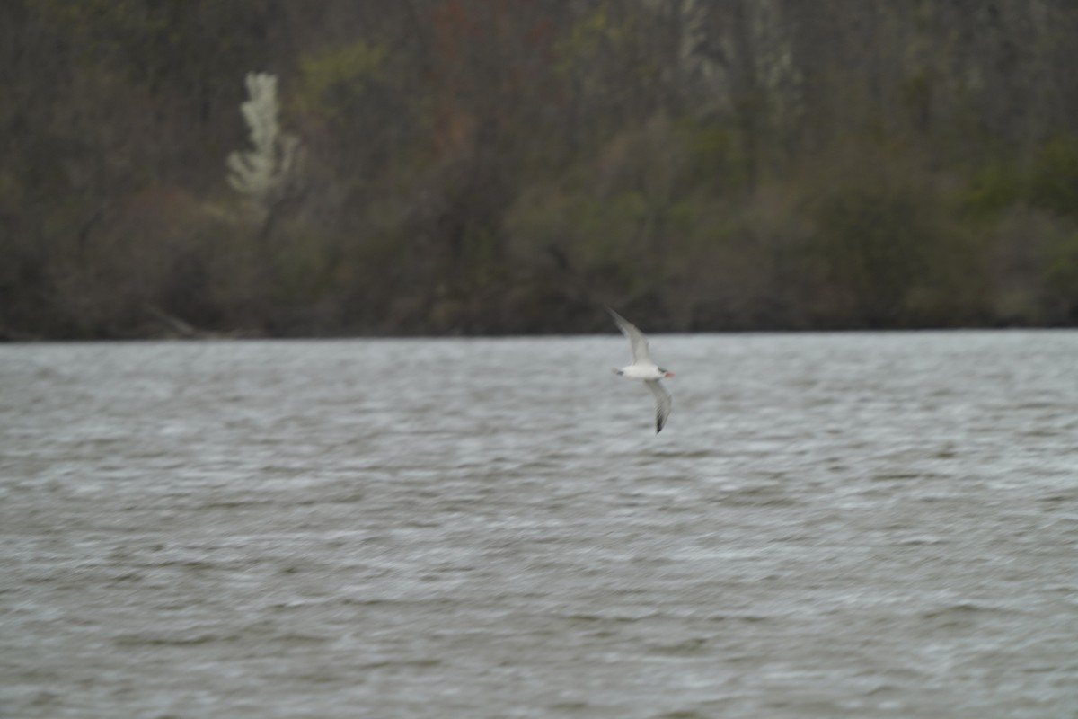 Caspian Tern - ML633860417