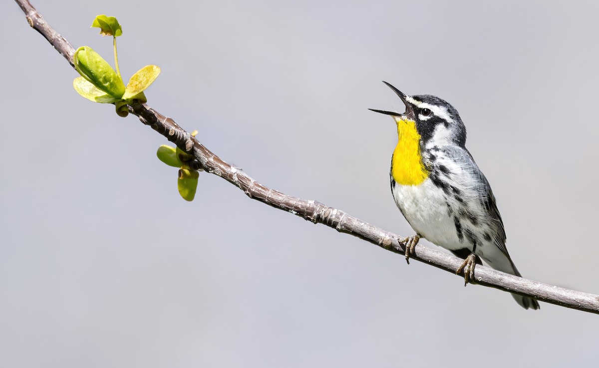Yellow-throated Warbler - ML633860509