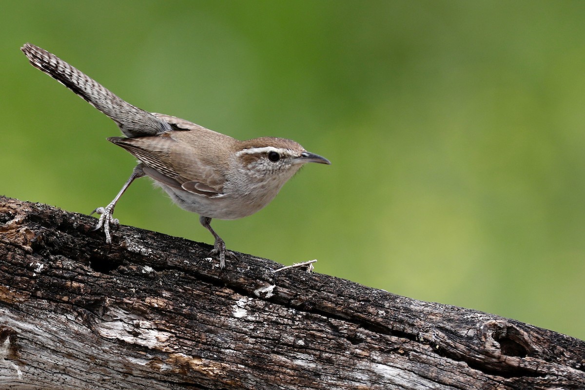 Bewick's Wren - ML633860664