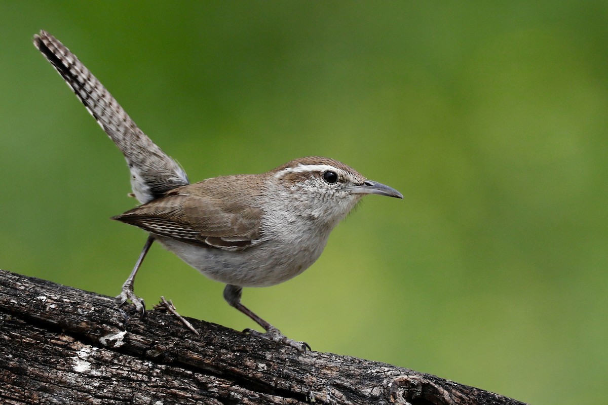 Bewick's Wren - ML633860665