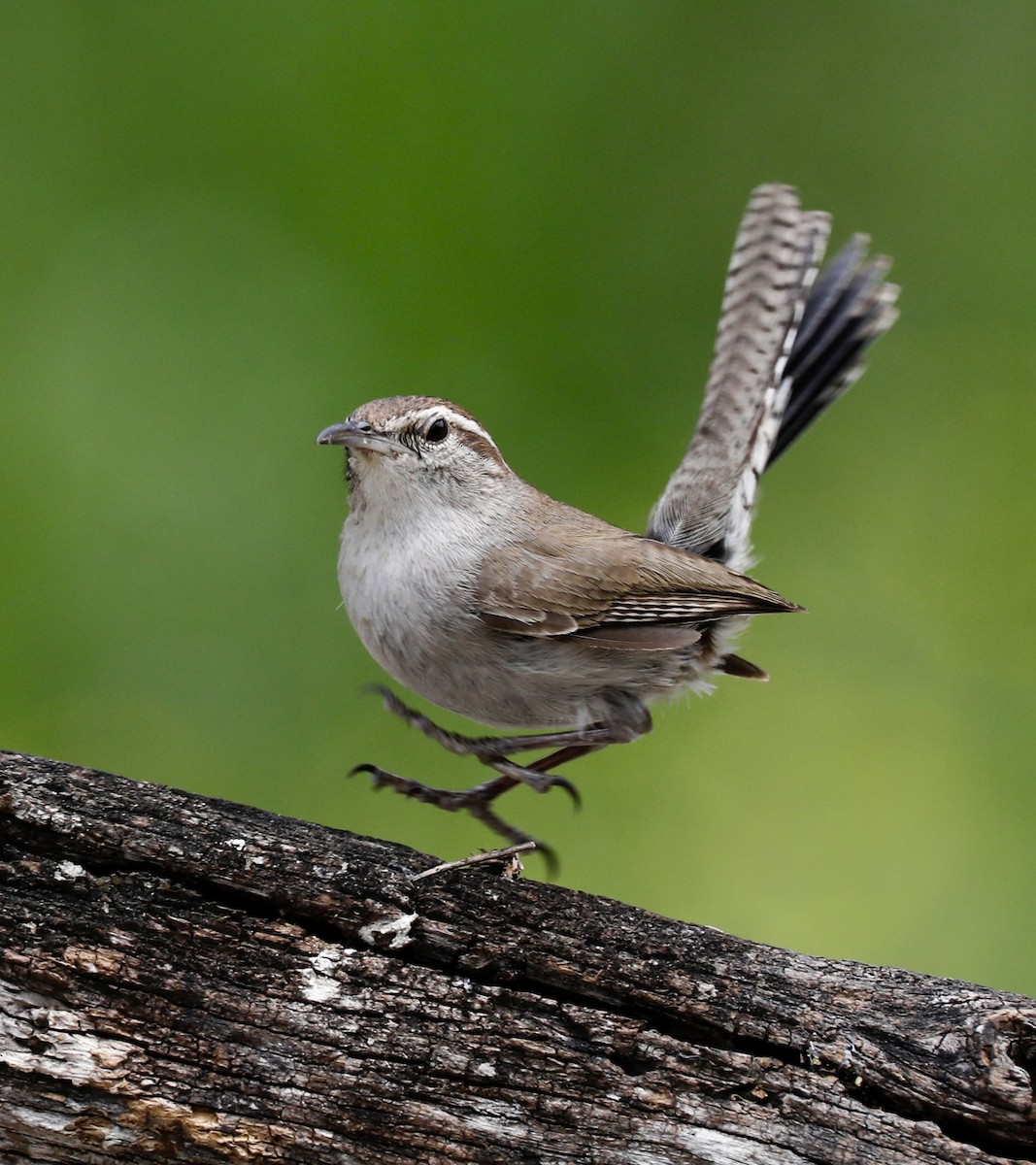 Bewick's Wren - ML633860666