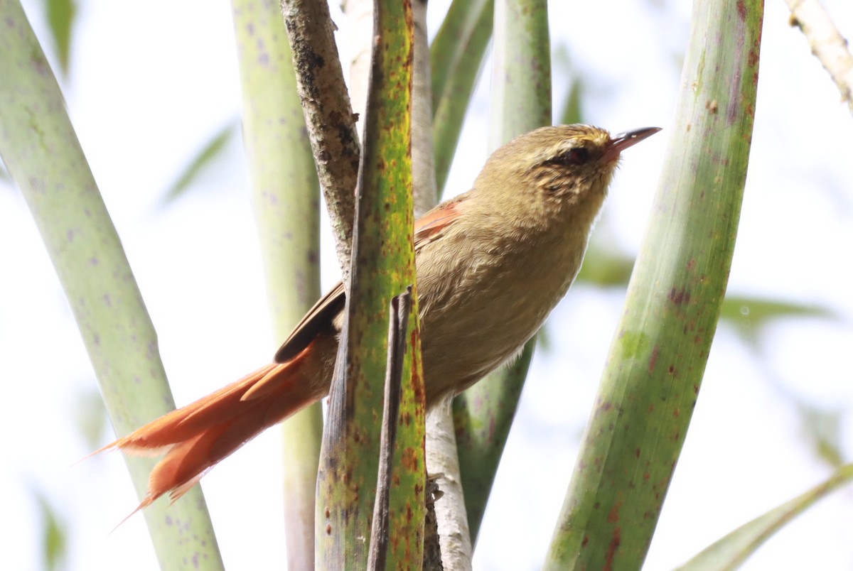 Olive Spinetail - ML633860678