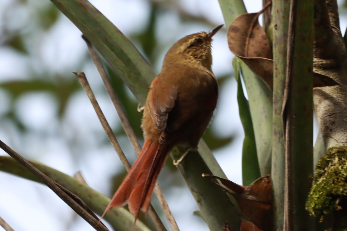 Olive Spinetail - ML633860679