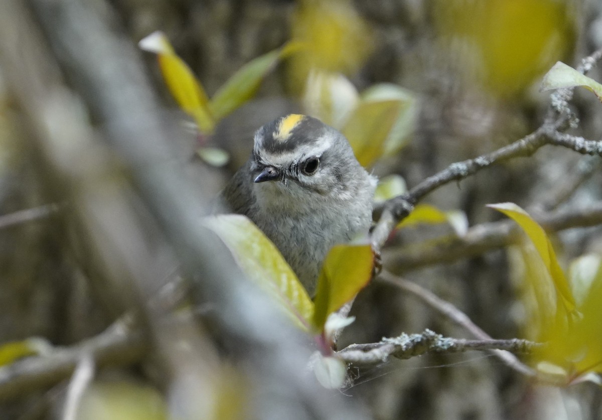 Golden-crowned Kinglet - ML633860739