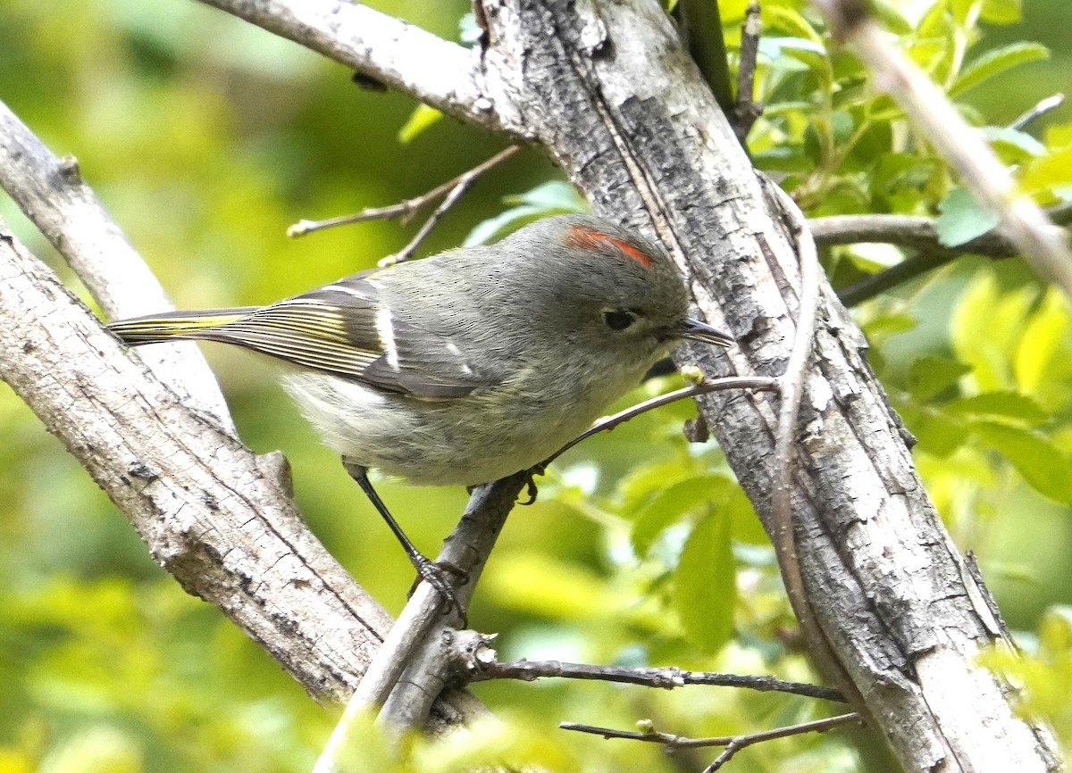 Ruby-crowned Kinglet - ML633860783