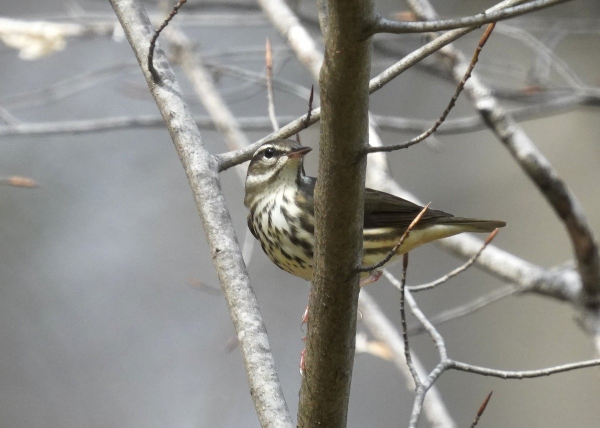 Louisiana Waterthrush - ML633860812