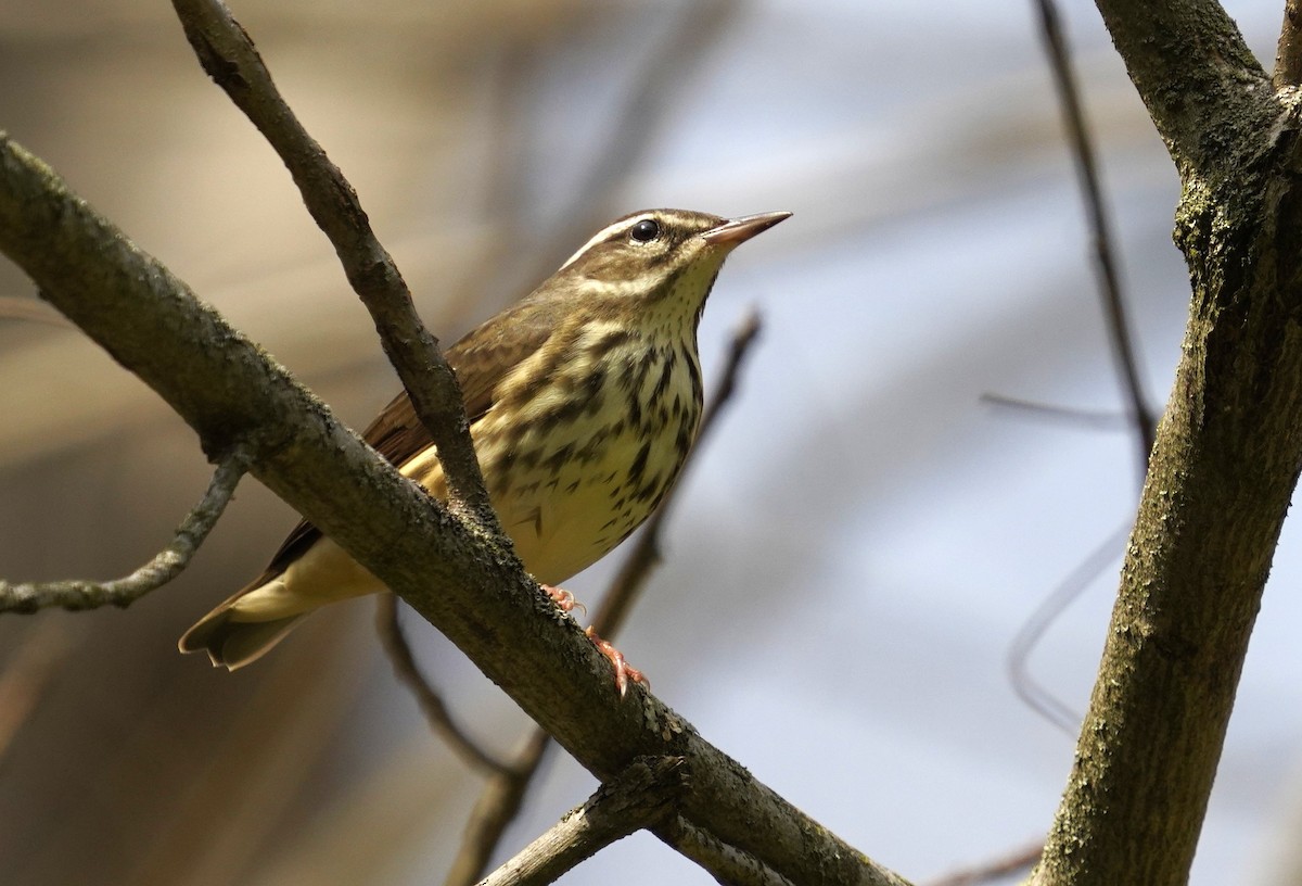 Louisiana Waterthrush - ML633860824