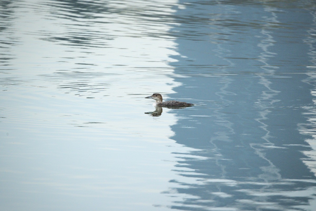 Common Loon - ML633860883
