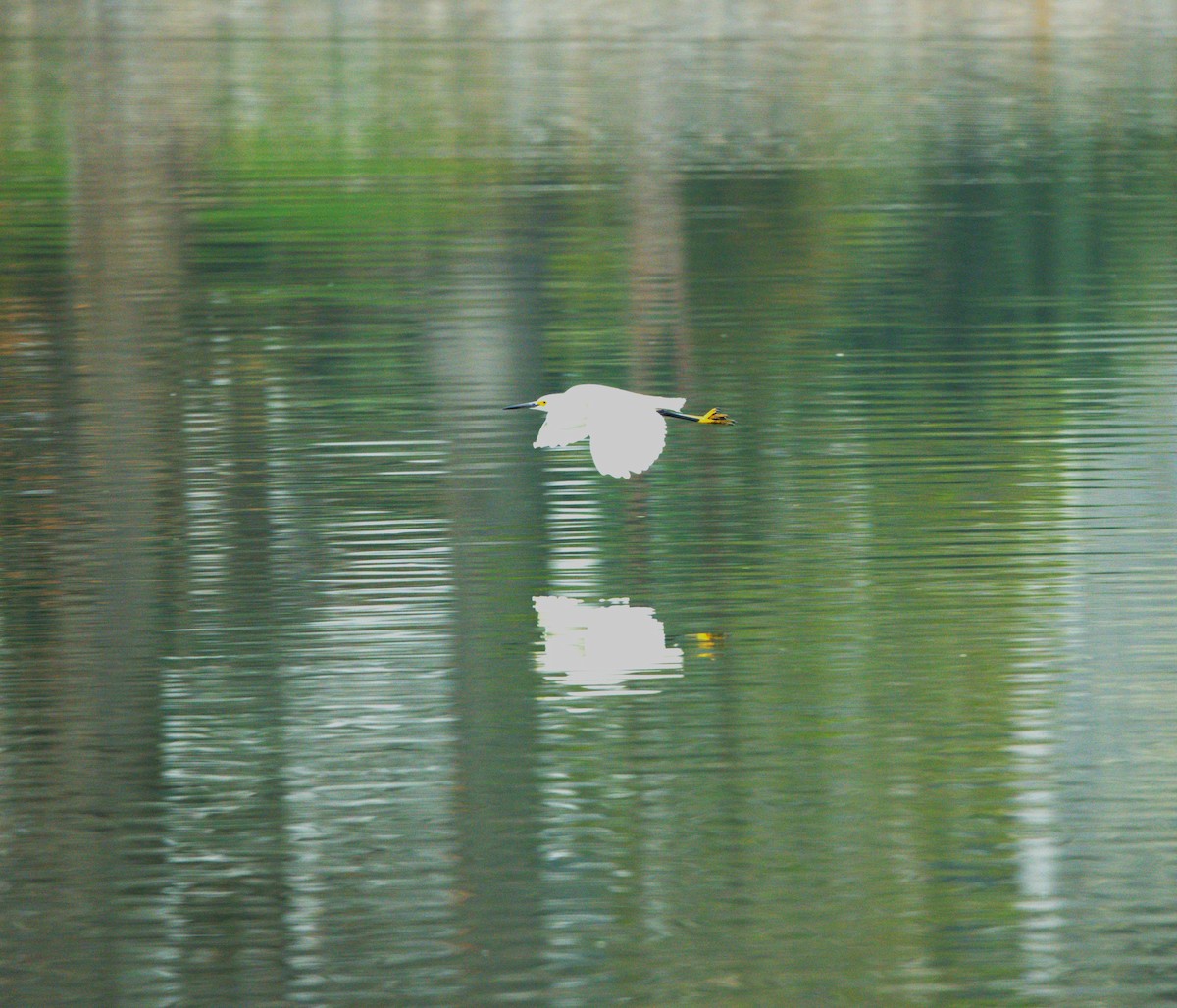 Snowy Egret - ML633860887