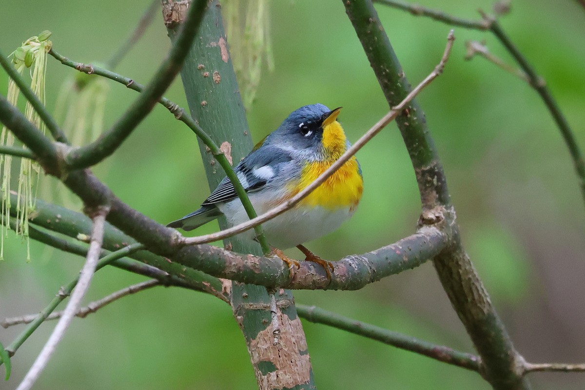 Northern Parula - ML633860895