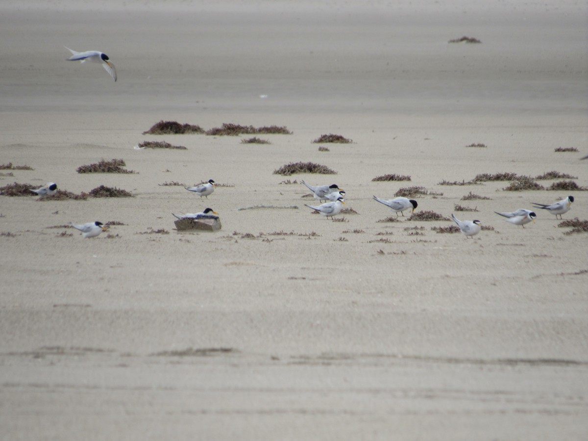 Least Tern - ML633860926