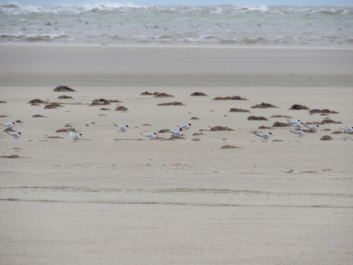 Least Tern - ML633860927