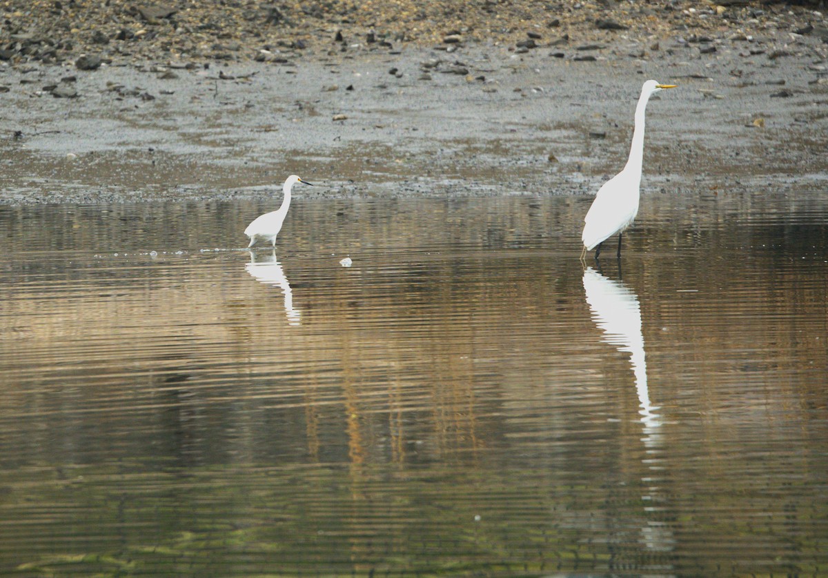 Snowy Egret - ML633860943