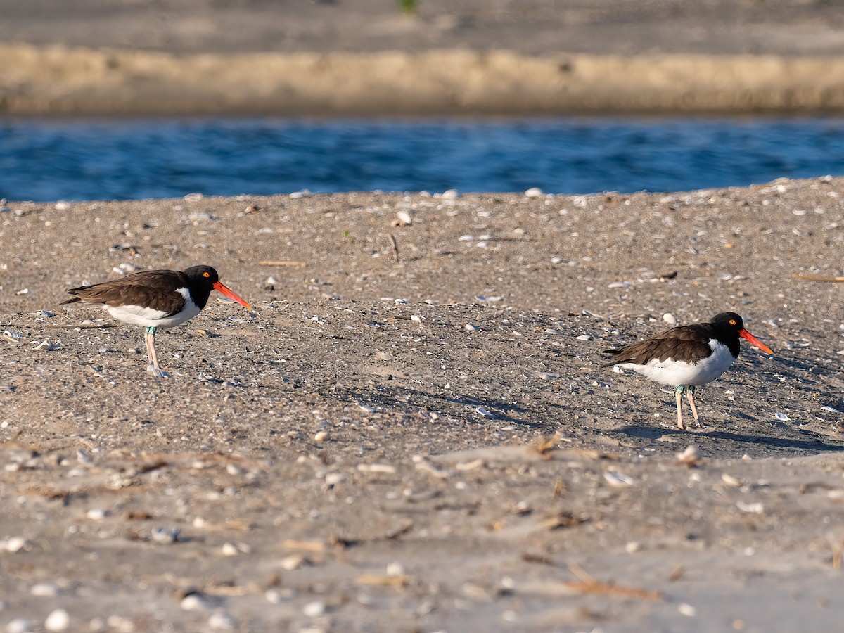 American Oystercatcher - ML633861001