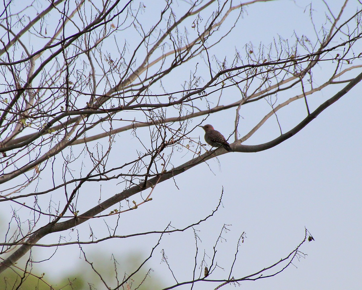 Northern Flicker (Yellow-shafted) - ML633861047
