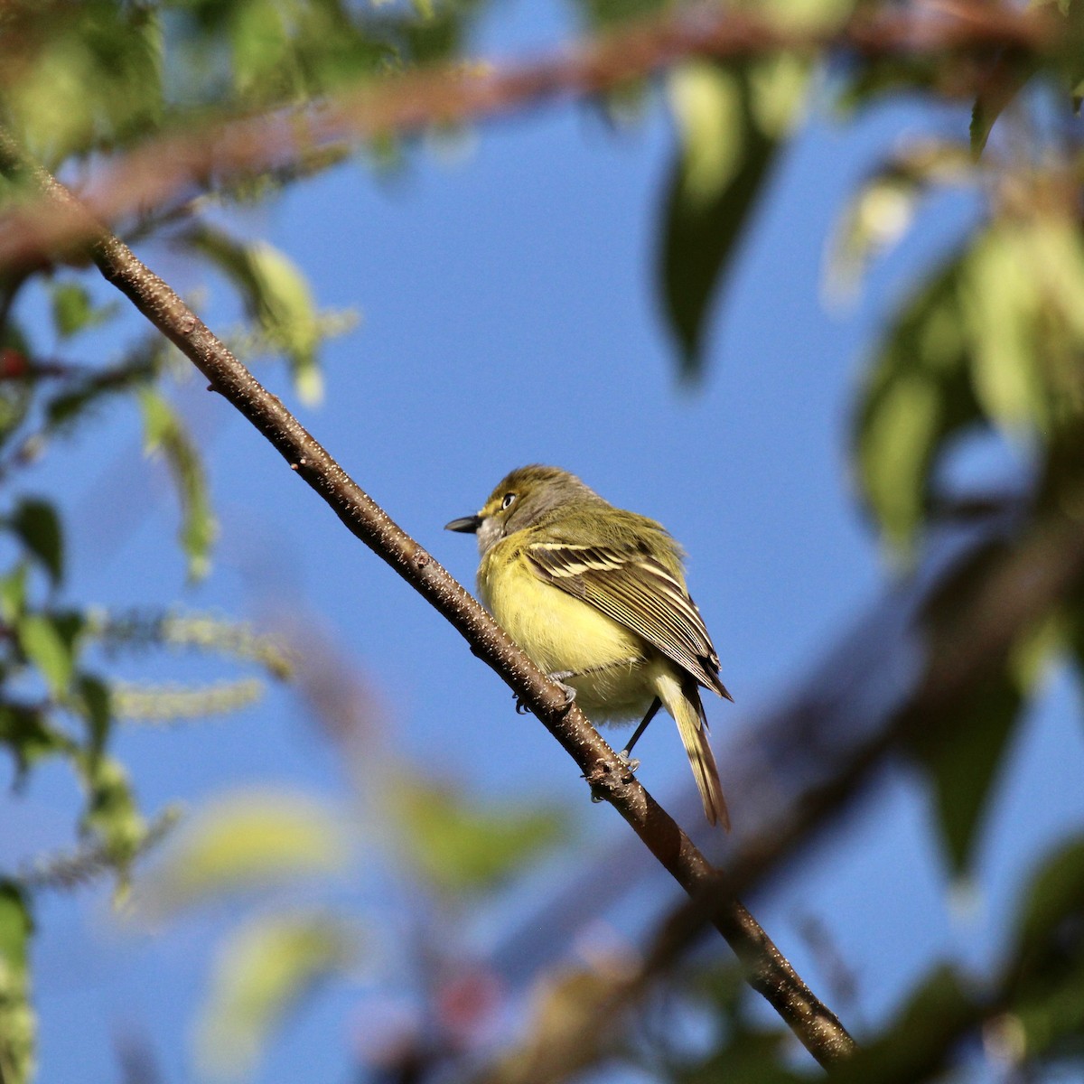 White-eyed Vireo - ML633861062