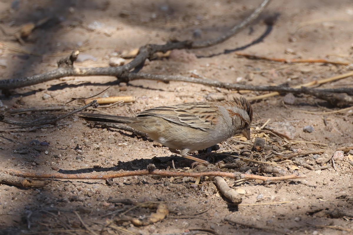 Rufous-winged Sparrow - ML633861104