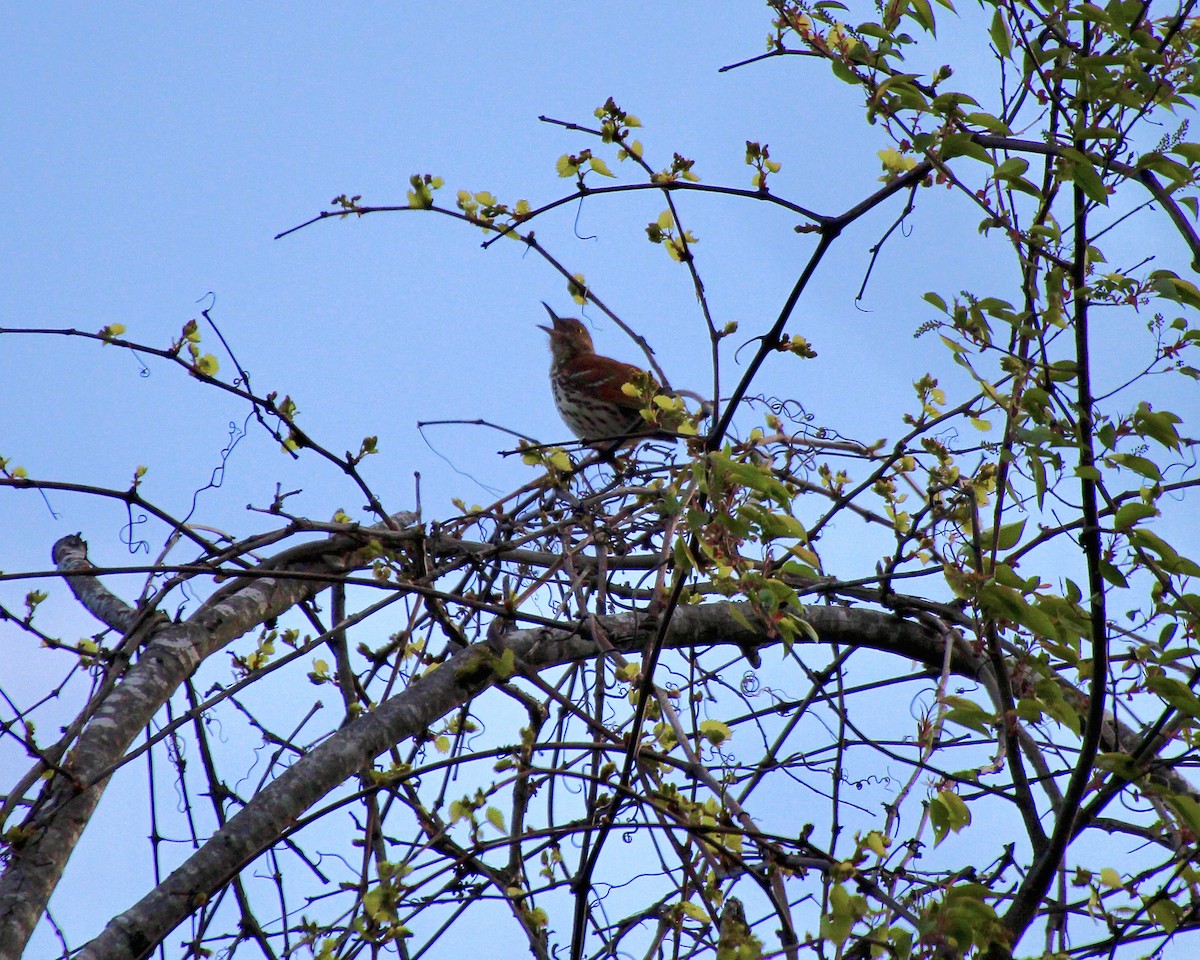 Brown Thrasher - ML633861106