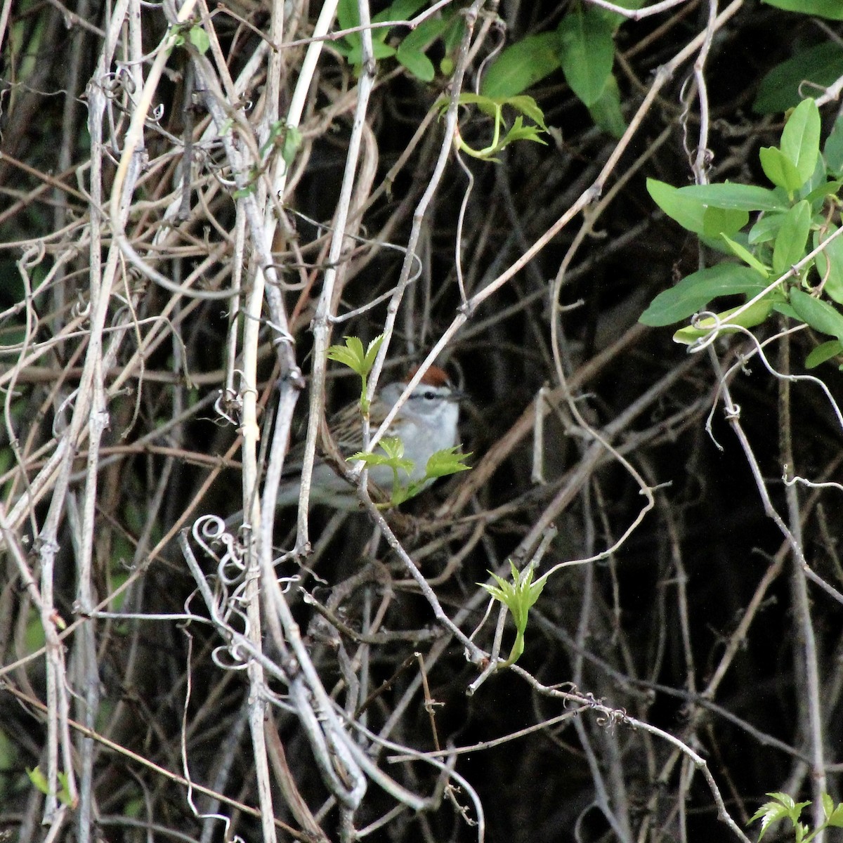 Chipping Sparrow - ML633861137