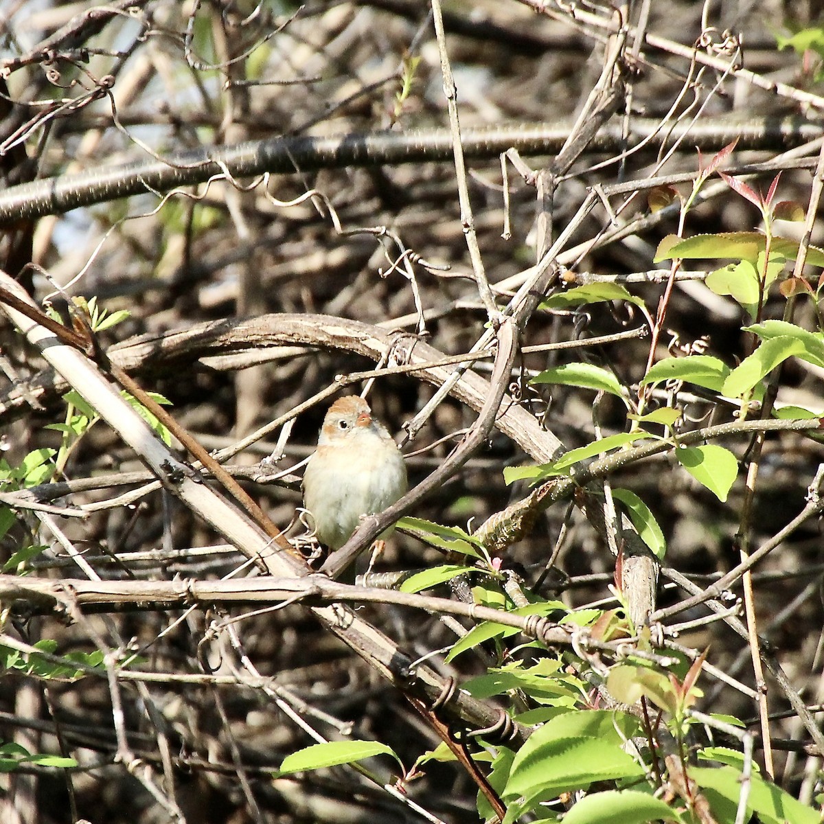 Field Sparrow - ML633861148
