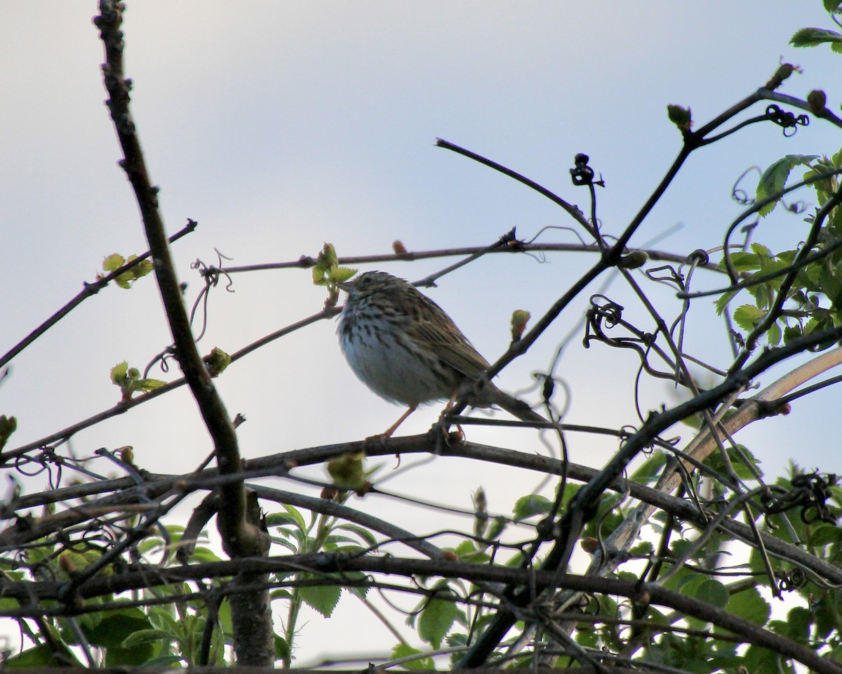 Savannah Sparrow - ML633861166