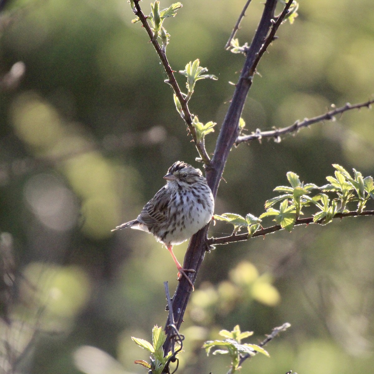 Savannah Sparrow - ML633861167