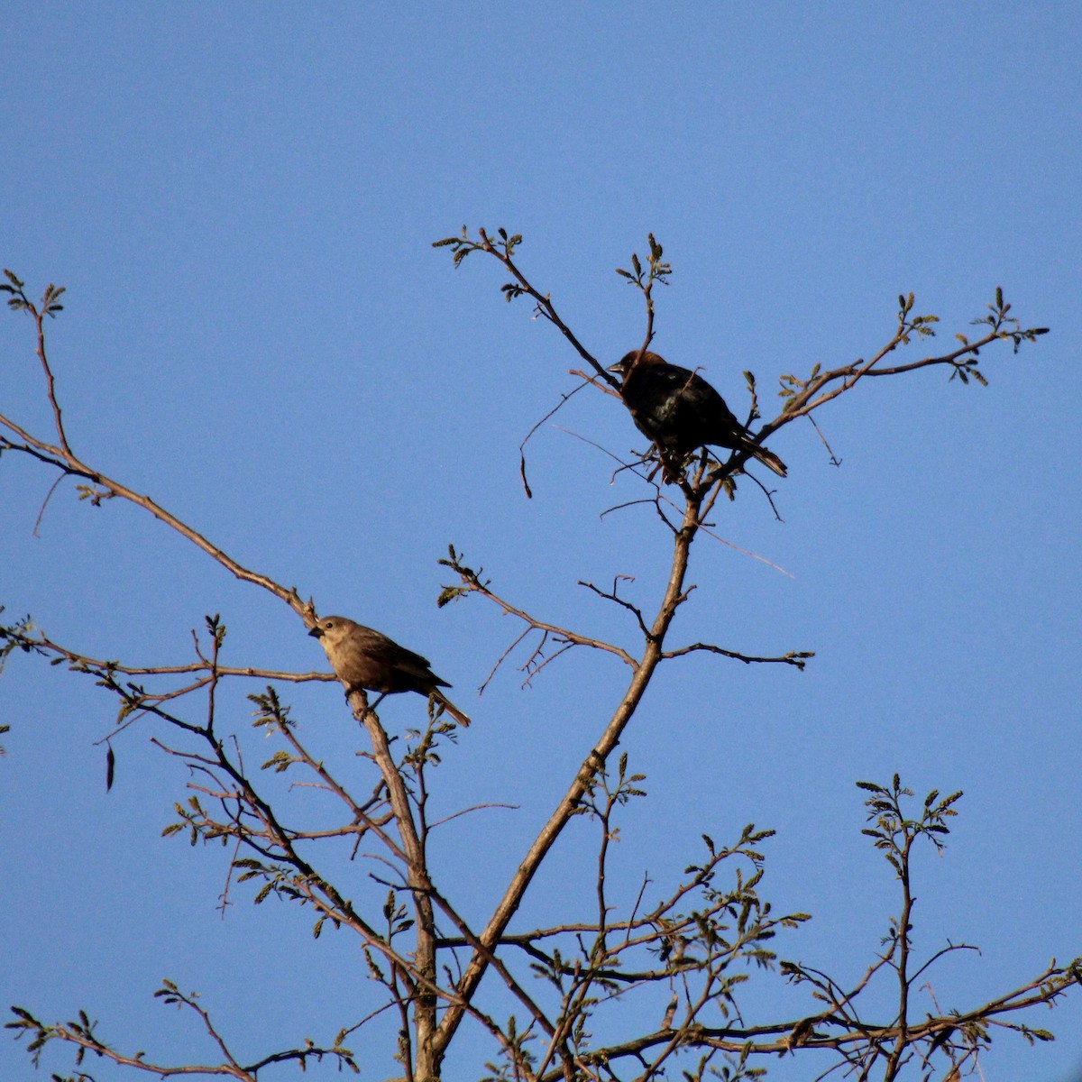 Brown-headed Cowbird - ML633861174